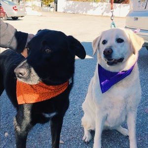 Meet your Posher, Emma